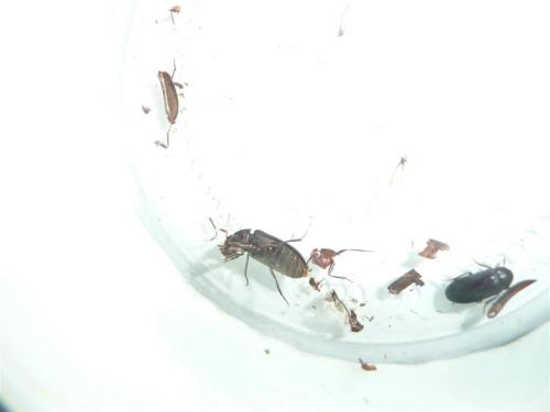 Dermestes sp.